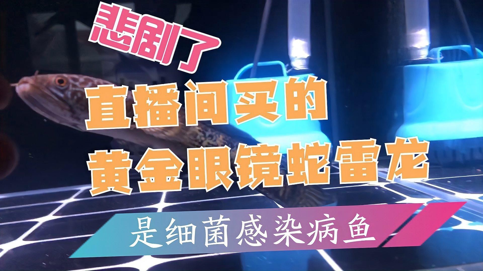 如何判斷雷龍魚細(xì)菌感染的嚴(yán)重程度？