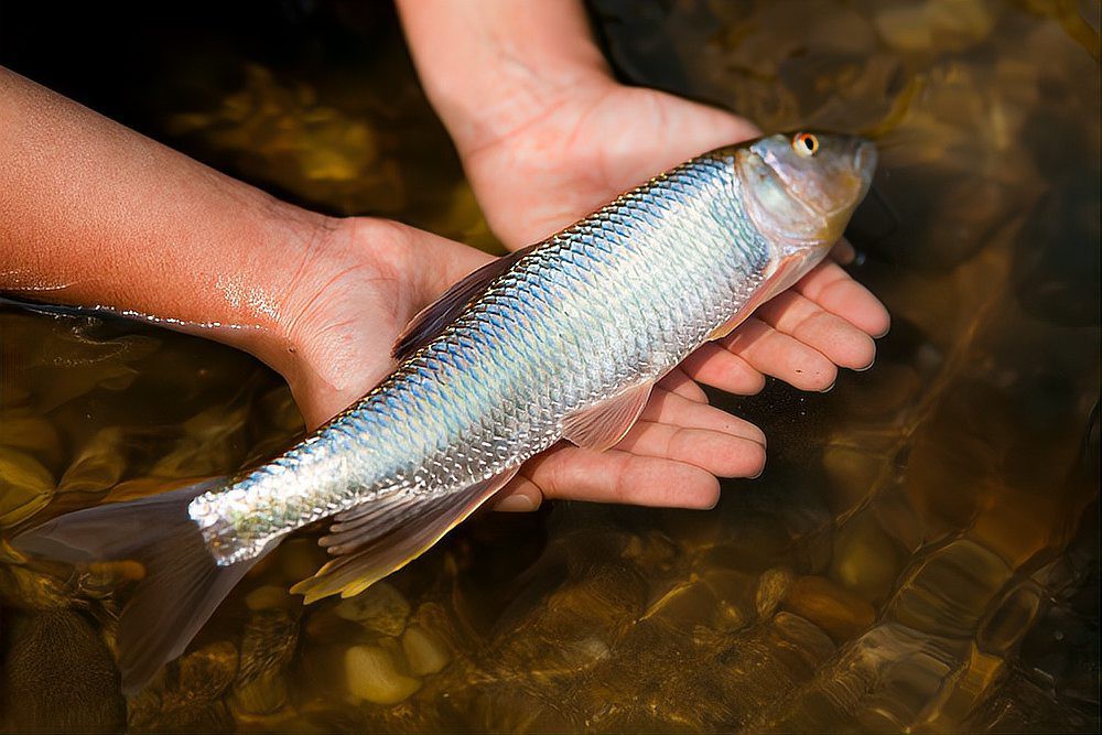 如何判斷雷龍魚細(xì)菌感染的嚴(yán)重程度？