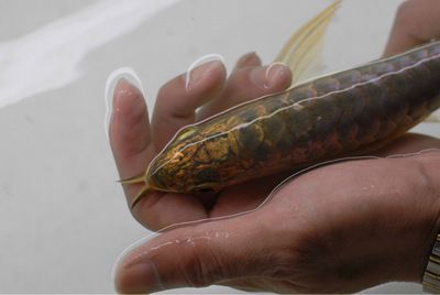 龍魚麻醉運輸到了翻肚皮：龍魚在運輸過程中出現翻肚皮的情況可能是以下原因引起的