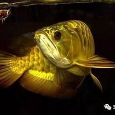 怎么形容龍魚的美（形容龍魚之美的幾種表達方式）