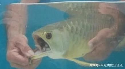 金龍魚換水多久可以喂食（金龍魚換水與喂食的時間間隔需根據(jù)其生長階段和環(huán)境變化靈活調(diào)整）