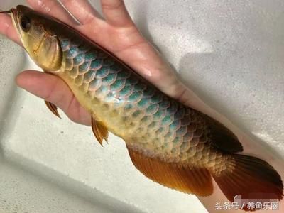 金龍魚外形描寫：金龍魚的外形特征