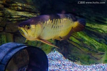 金龍魚外形描寫：金龍魚的外形特征