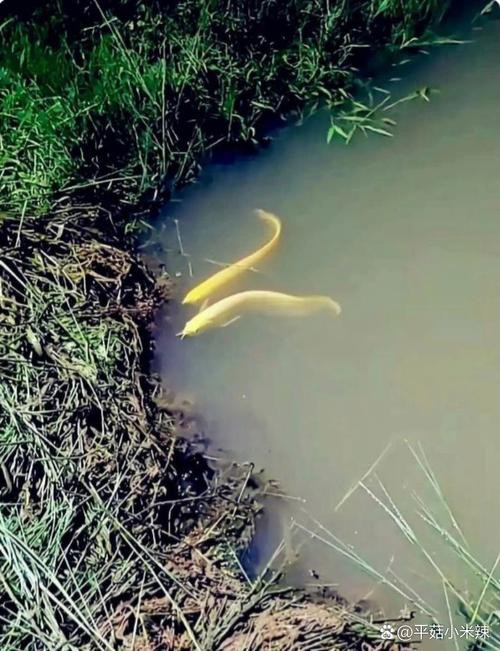 小黃龍魚圖片大全