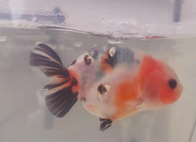 如何判斷龍魚充血病是否好轉？