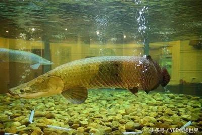 龍魚最高能適應多少溫度水溫養：龍魚的最高適應溫度范圍是多少？