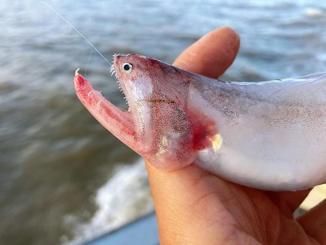浙江龍魚產地是哪里的