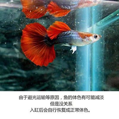 扶溝縣王姐水族館（扶溝縣王姐水族館電話）