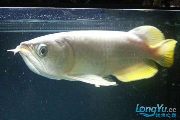 號半龍魚適合新手飼養(yǎng)嗎？