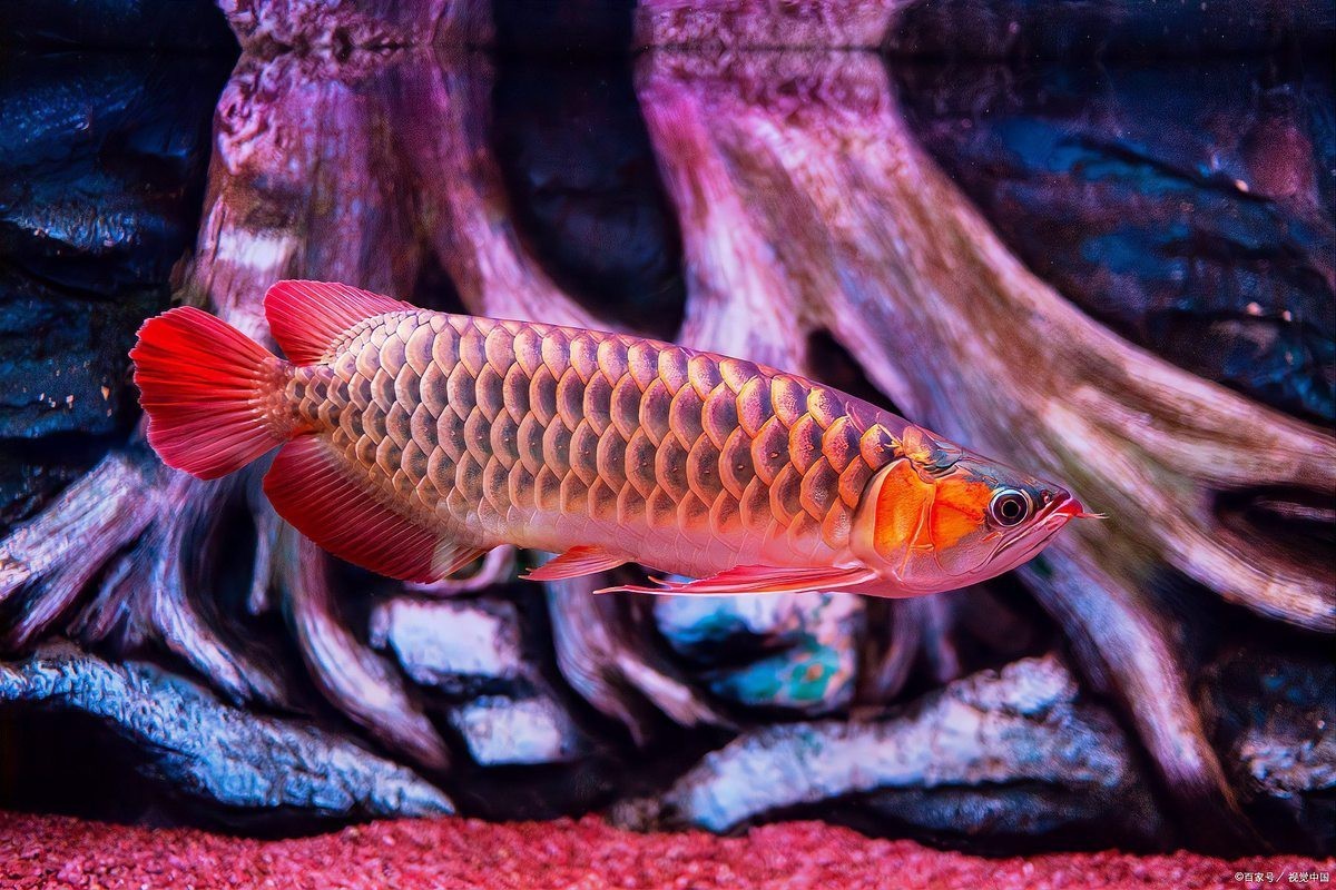 號半龍魚適合新手飼養(yǎng)嗎？