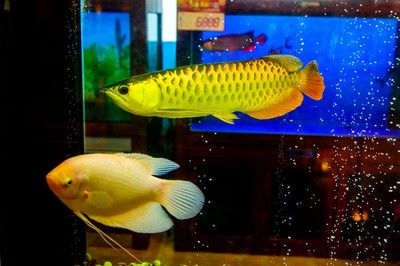 西寧金龍魚：西寧金龍魚價格