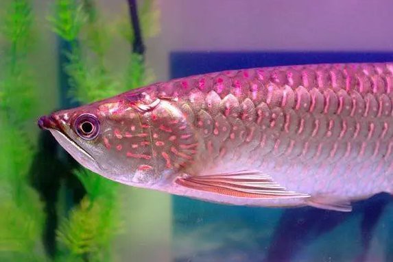 如何養好一條金龍魚