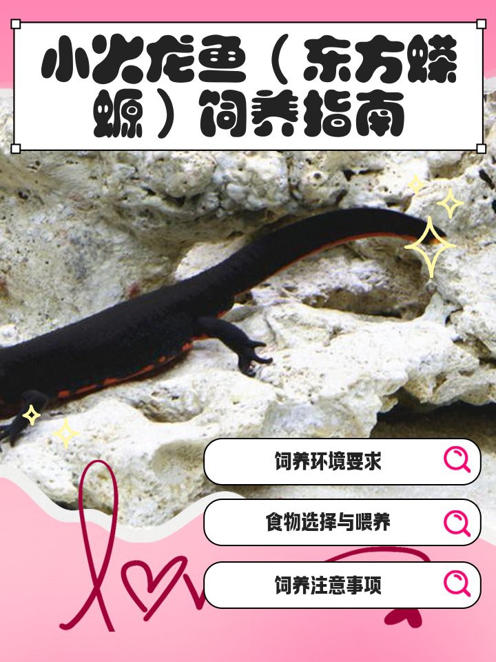 小火龍魚不吃飼料