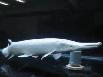 龍魚和白化火箭混養好嗎（龍魚和白化火箭的混養）