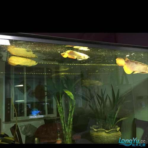 一條龍魚配幾條虎魚合適呢圖片大全