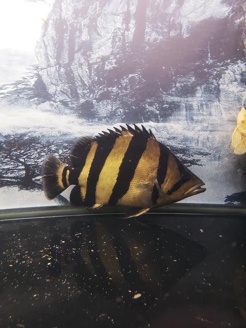 一條龍魚配幾條虎魚合適呢圖片大全