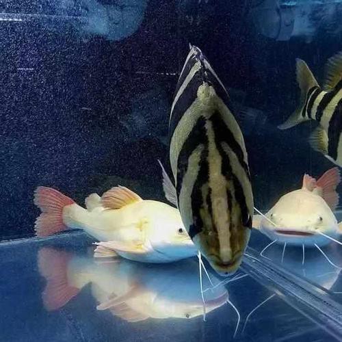 一條龍魚配幾條虎魚合適呢圖片大全