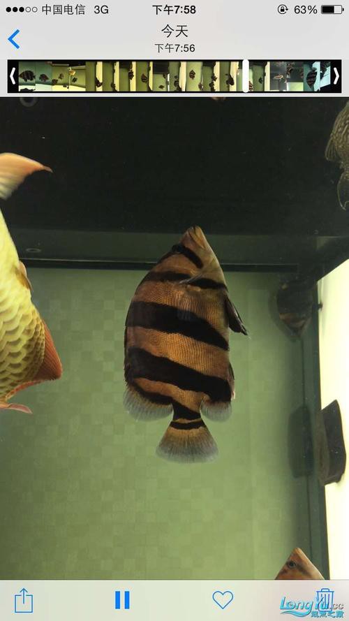 一條龍魚配幾條虎魚合適呢圖片大全