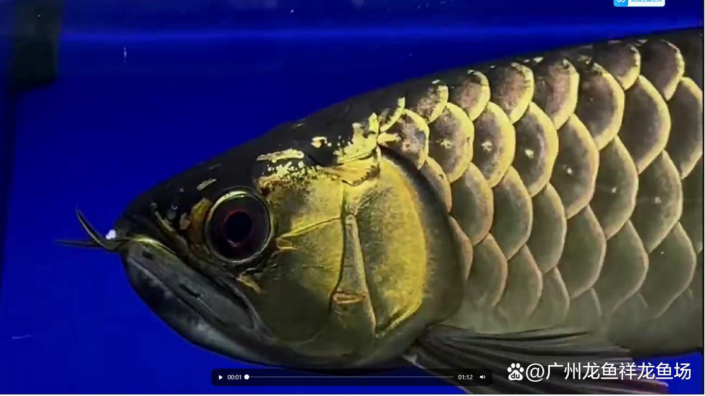 一條龍魚配幾條虎魚合適呢圖片大全