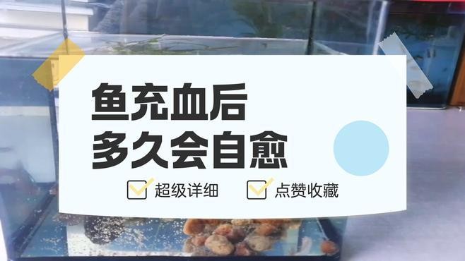 龍魚充血需要多久才能恢復