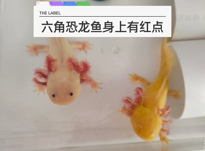 六角恐龍魚腿變紅