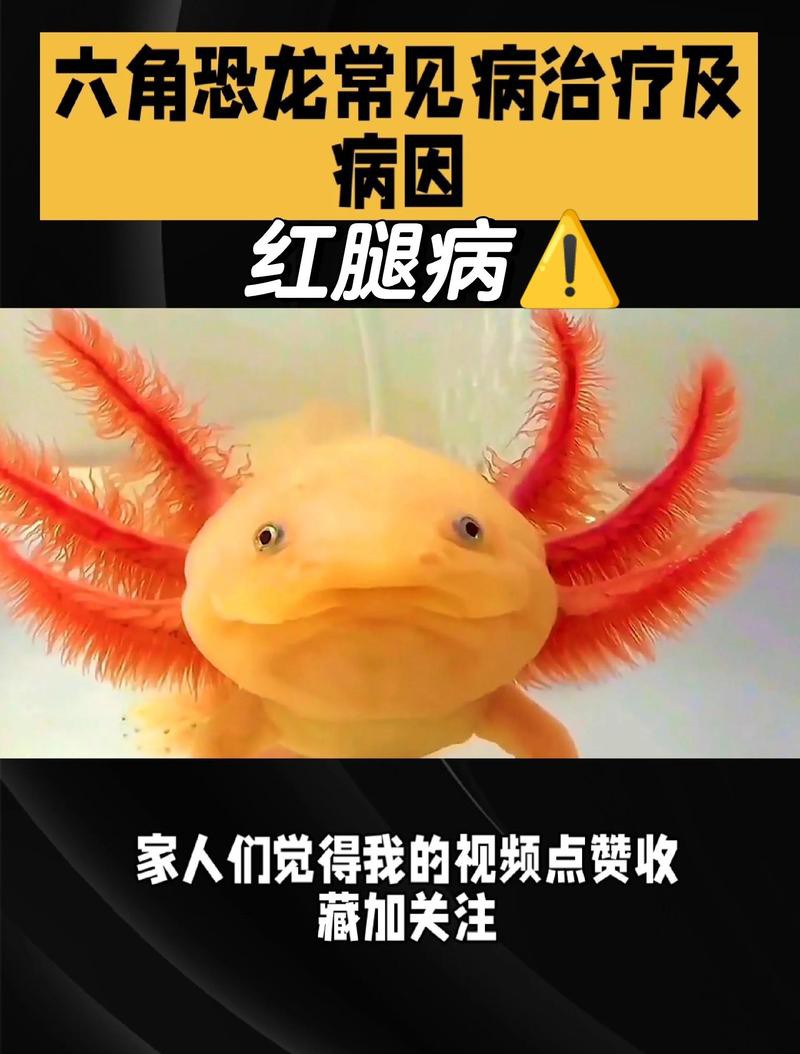 六角恐龍魚腿變紅