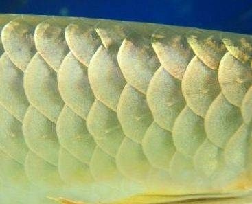 南寧金龍魚蛋雞養(yǎng)殖基地在那里啊多少錢（南寧金龍魚蛋雞養(yǎng)殖基地介紹）