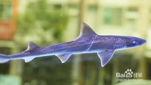 龍魚吃什么長的快一點：如何通過喂食促進龍魚快速生長的關鍵信息促進龍魚快速生長