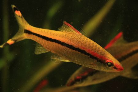 魚缸圖片 設計圖手繪，魚缸設計靈感來源手繪