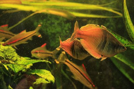 魚缸圖片 設計圖手繪，魚缸設計靈感來源手繪