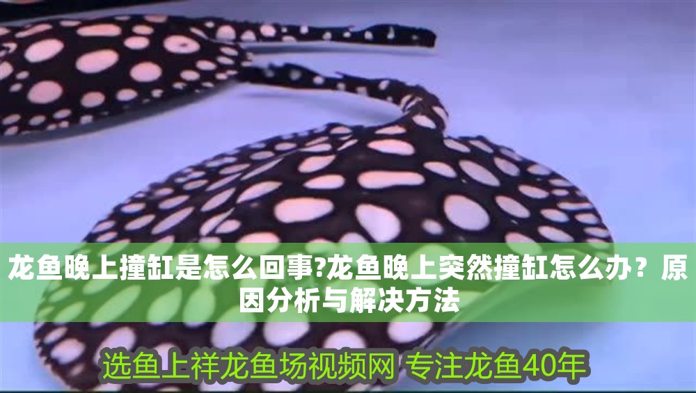 龍魚晚上撞缸是怎么回事?龍魚晚上突然撞缸怎么辦？原因分析與解決方法