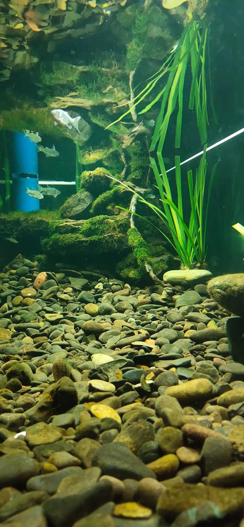 大型龍魚(yú)缸效果圖片欣賞