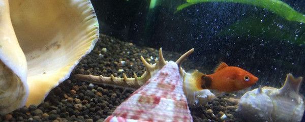 紅寶石球魚 曼龍魚能混養(yǎng)嗎（紅寶石球魚和曼龍魚混養(yǎng)的成功案例及注意事項(xiàng)和解決方法）