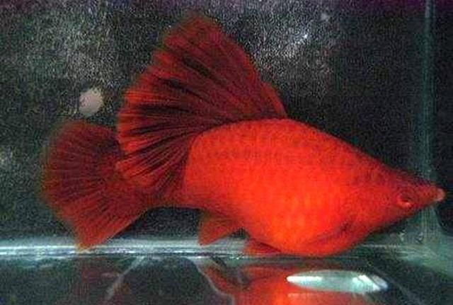 紅寶石球魚 曼龍魚能混養(yǎng)嗎（紅寶石球魚和曼龍魚混養(yǎng)的成功案例及注意事項(xiàng)和解決方法）