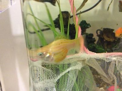 紅寶石球魚 曼龍魚能混養(yǎng)嗎（紅寶石球魚和曼龍魚混養(yǎng)的成功案例及注意事項(xiàng)和解決方法）
