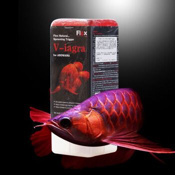 龍魚維他命哪個牌子好（龍魚維他命哪個牌子好-龍魚活力配方介紹）