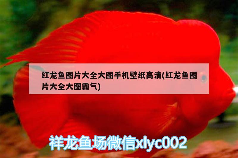 市北區瑞博水族店