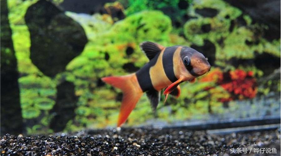 市北區瑞博水族店