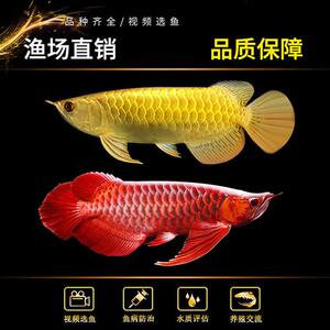 <strong><mark>高州</mark></strong>市花寵水族店（<strong><mark>高州</mark></strong>市花寵水族店地址）