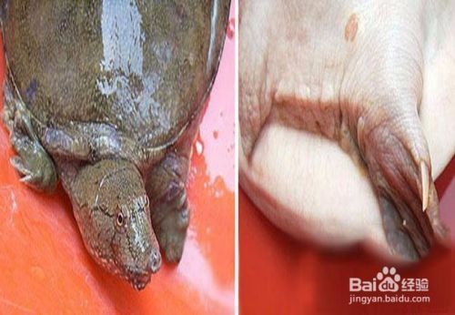 龍魚靠什么辨別食物，**龍魚主要通過視覺來辨別食物的安全性