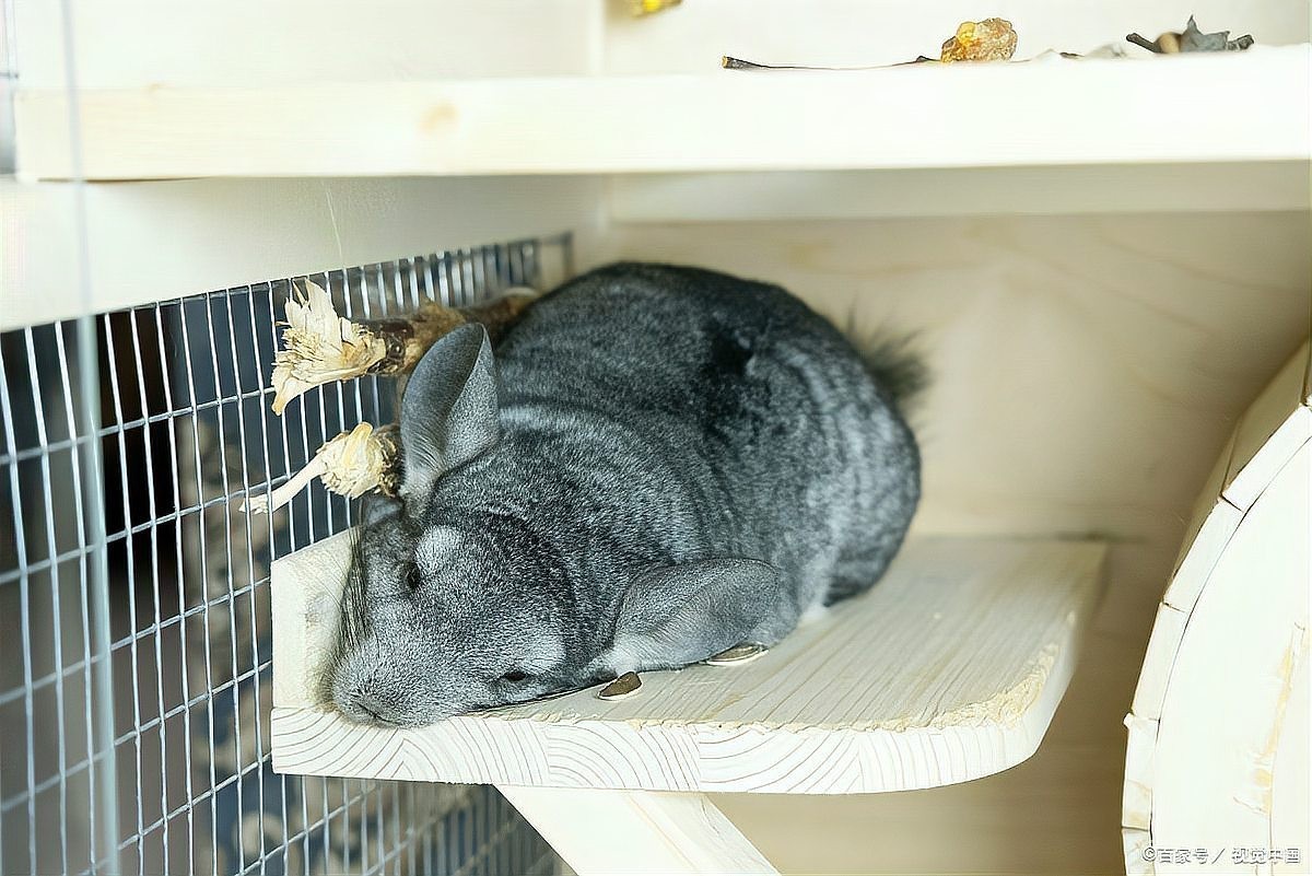 龍貓多久能完全認主？