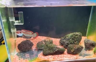 雷龍魚繁殖最佳水溫設(shè)置：雷龍魚繁殖的最佳水溫是多少