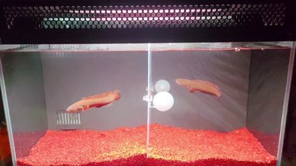 雷龍魚繁殖最佳水溫設(shè)置：雷龍魚繁殖的最佳水溫是多少