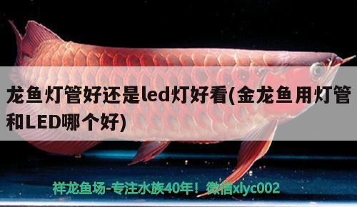 固安縣固安鎮(zhèn)尚眾花店