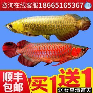 50公分金龍魚價格多少錢一條（50公分的金龍魚價格從幾百元到數萬元不等）