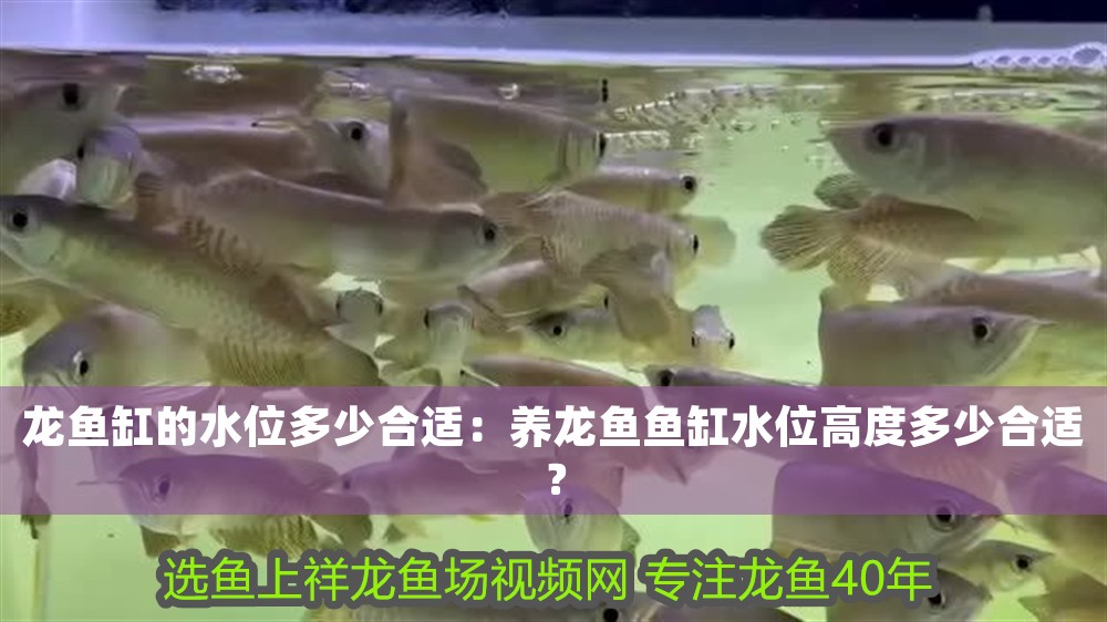 龍魚缸的水位多少合適：養(yǎng)龍魚魚缸水位高度多少合適？