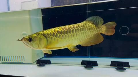 金龍魚30厘米的表現：金龍魚在30厘米時價格、發色情況、生長速度和喂食量都有一定的特點