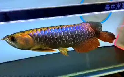 金龍魚30厘米的表現：金龍魚在30厘米時價格、發色情況、生長速度和喂食量都有一定的特點