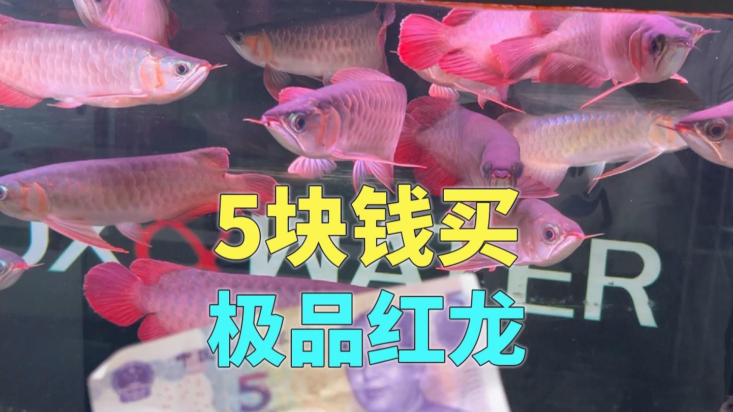 烤色紅龍魚的價格是多少？
