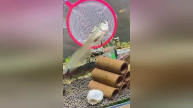 龍魚(yú)可以多久不換水會(huì)死，龍魚(yú)可以多久不換水會(huì)死死：龍魚(yú)可以多久不換水會(huì)死亡